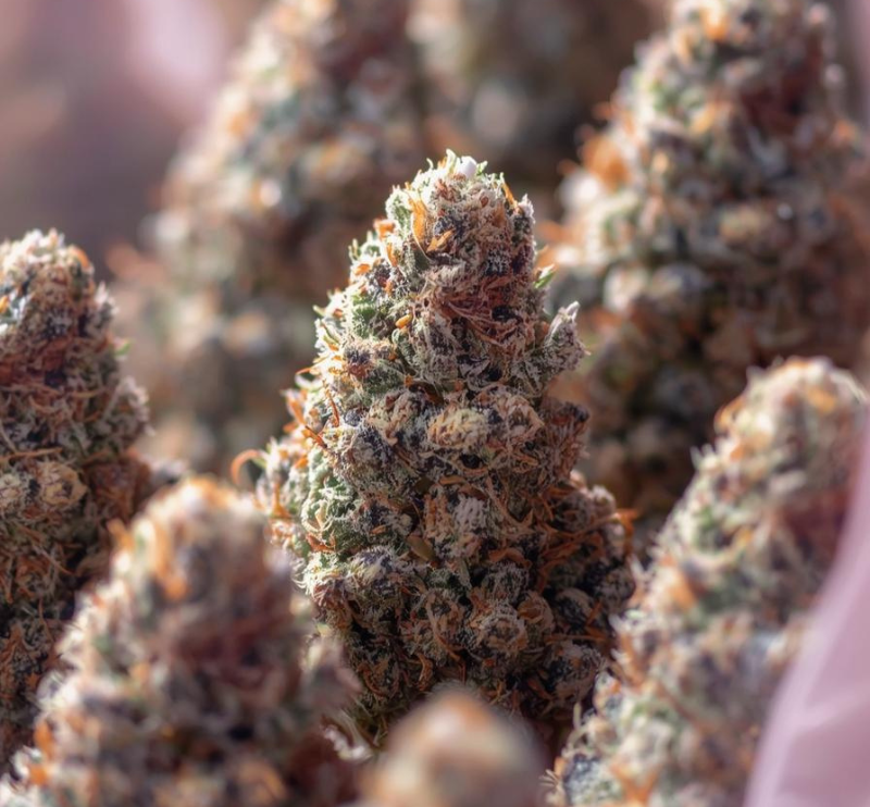 CBD ariège CBD ariège